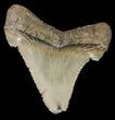 Fossil Angustidens Shark Tooth - Megalodon Ancestor #46843-1